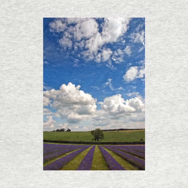 Lavender Field Purple Flowers Cotswolds England by AndyEvansPhotos